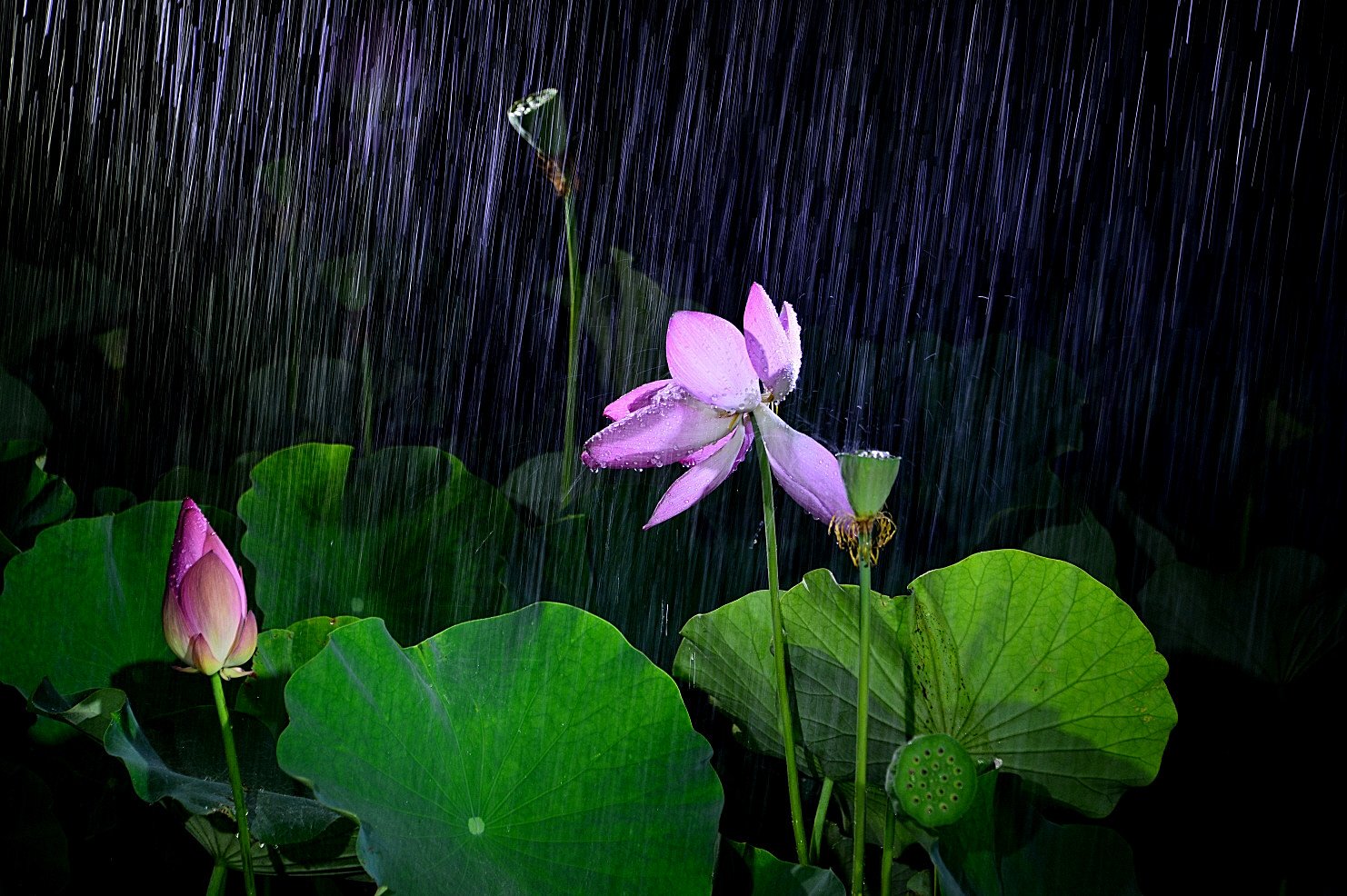 DSC_7082.JPG : 우연