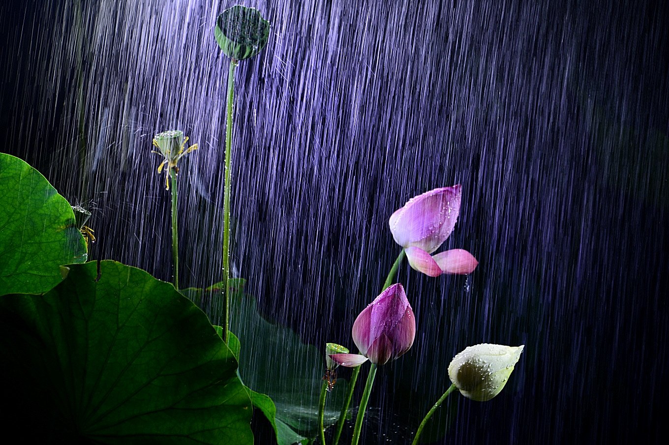 DSC_7554.JPG : 우연