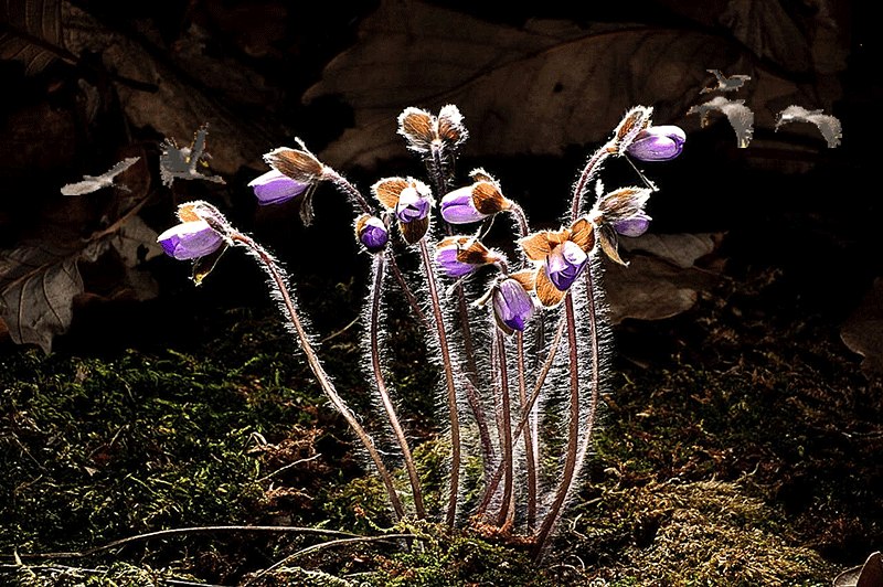 1521457656895.gif : 노루귀에 새가 1521457656895.gif : 노루귀에 새가