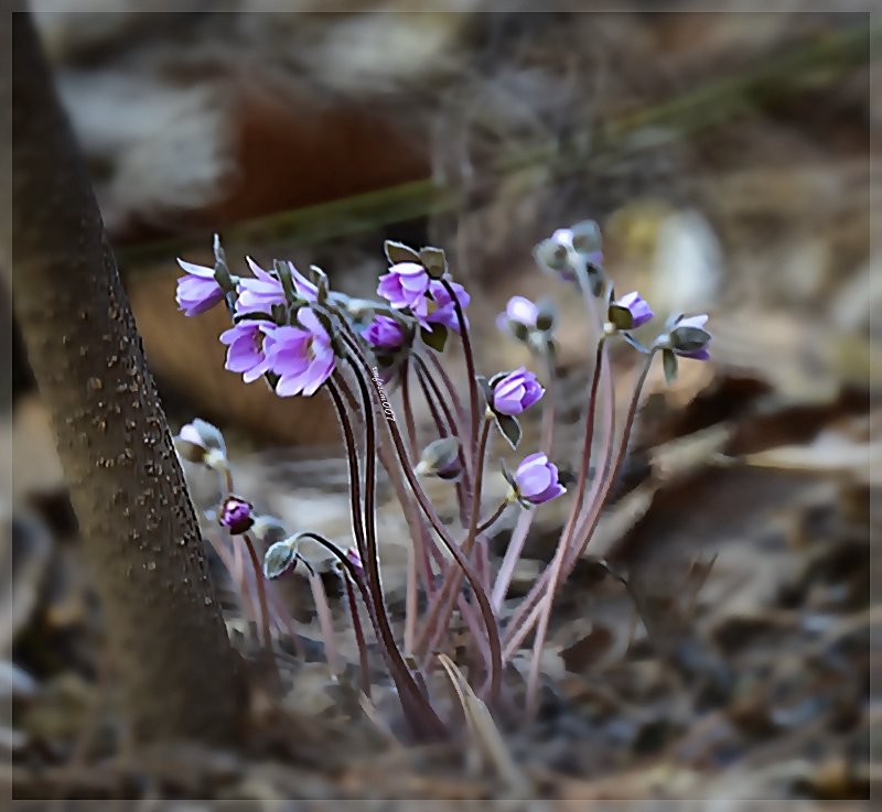 71452365.JPG : 노루귀 그림