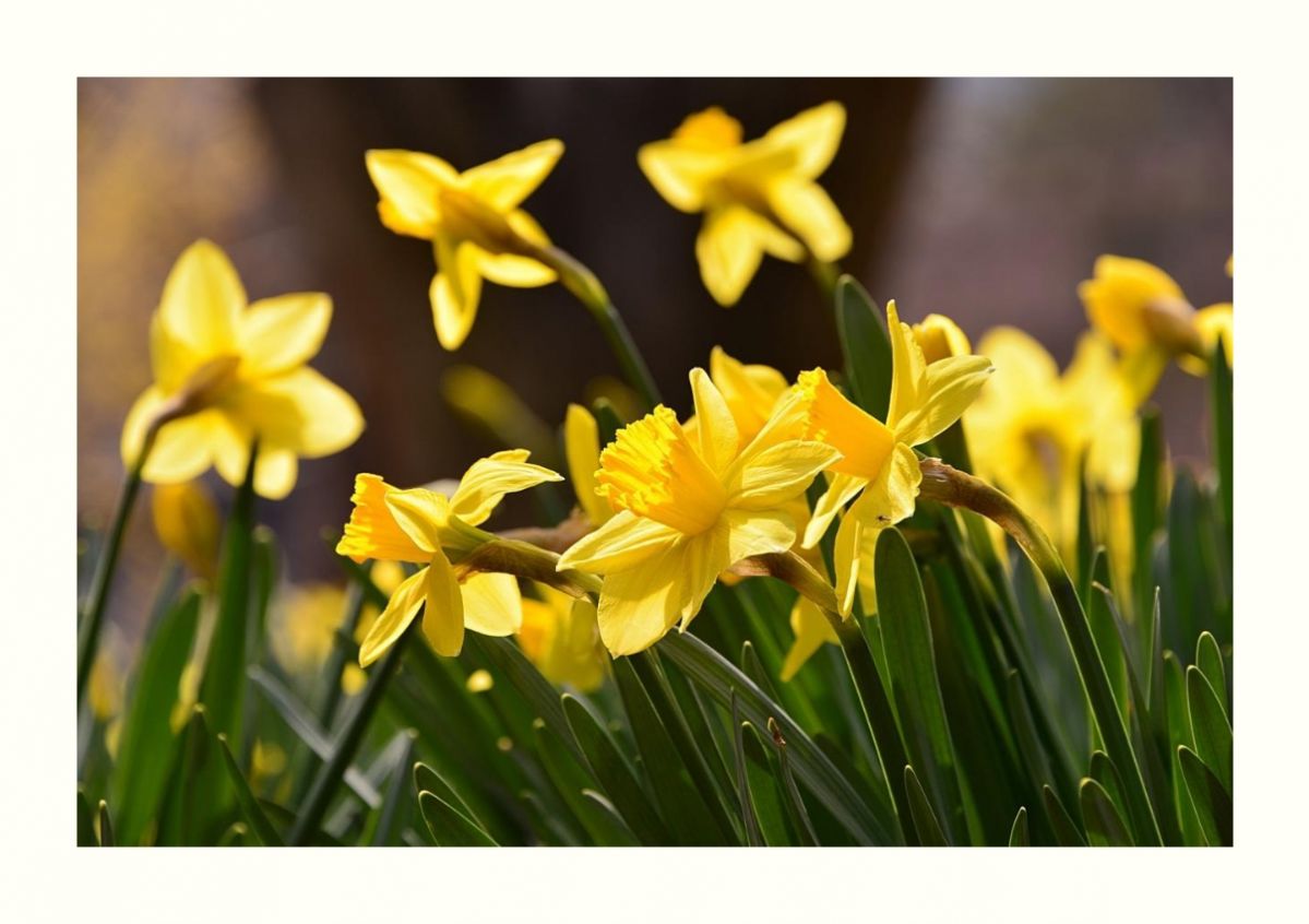 IMG_20160402_161856.jpg : 수선화