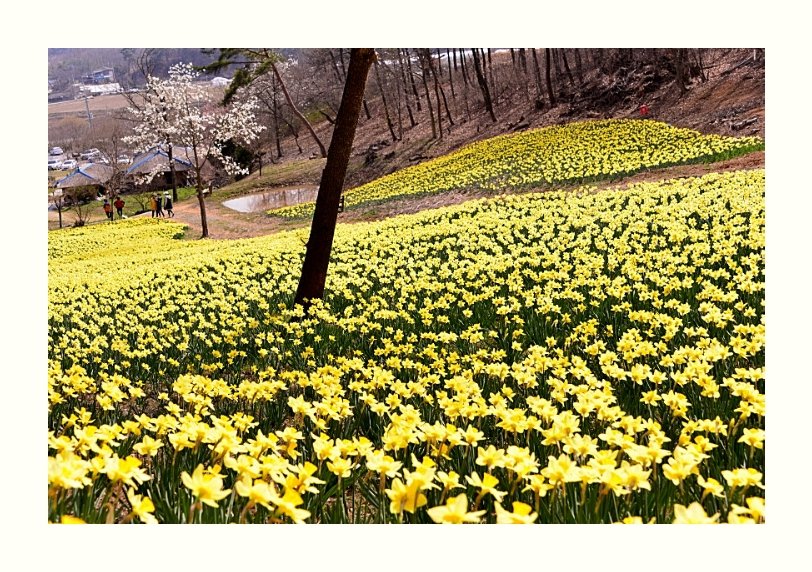 IMG_20160402_161218.jpg : 수선화