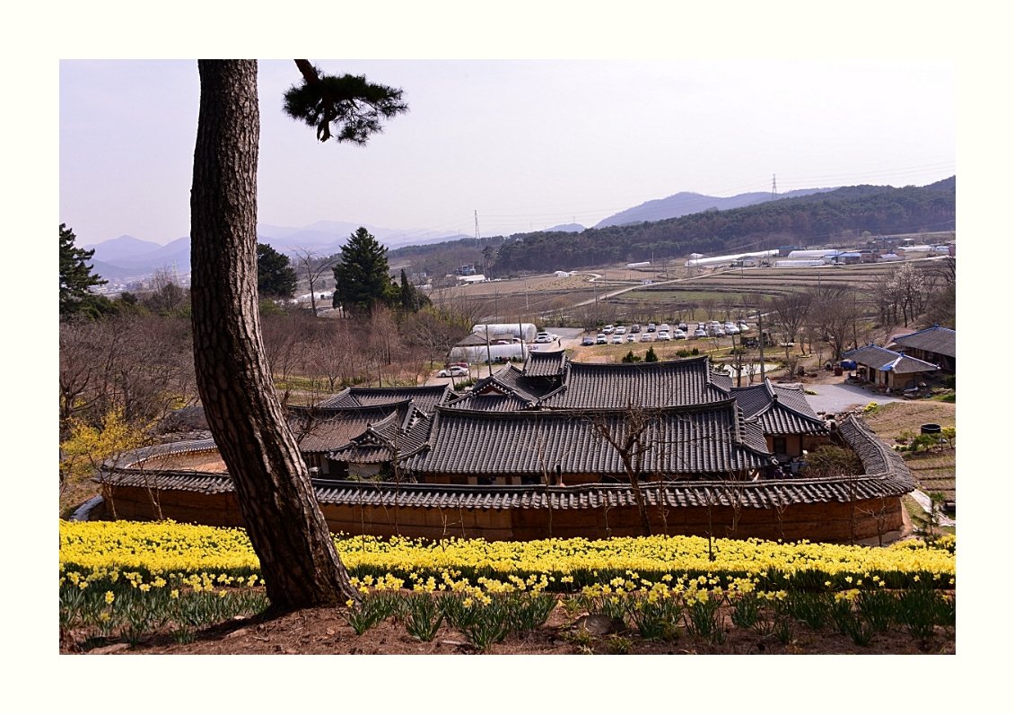 IMG_20160402_161306.jpg : 수선화