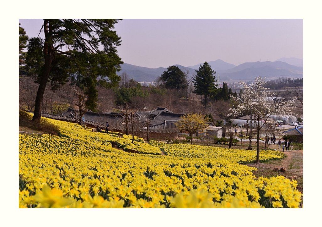 IMG_20160402_161024.jpg : 수선화