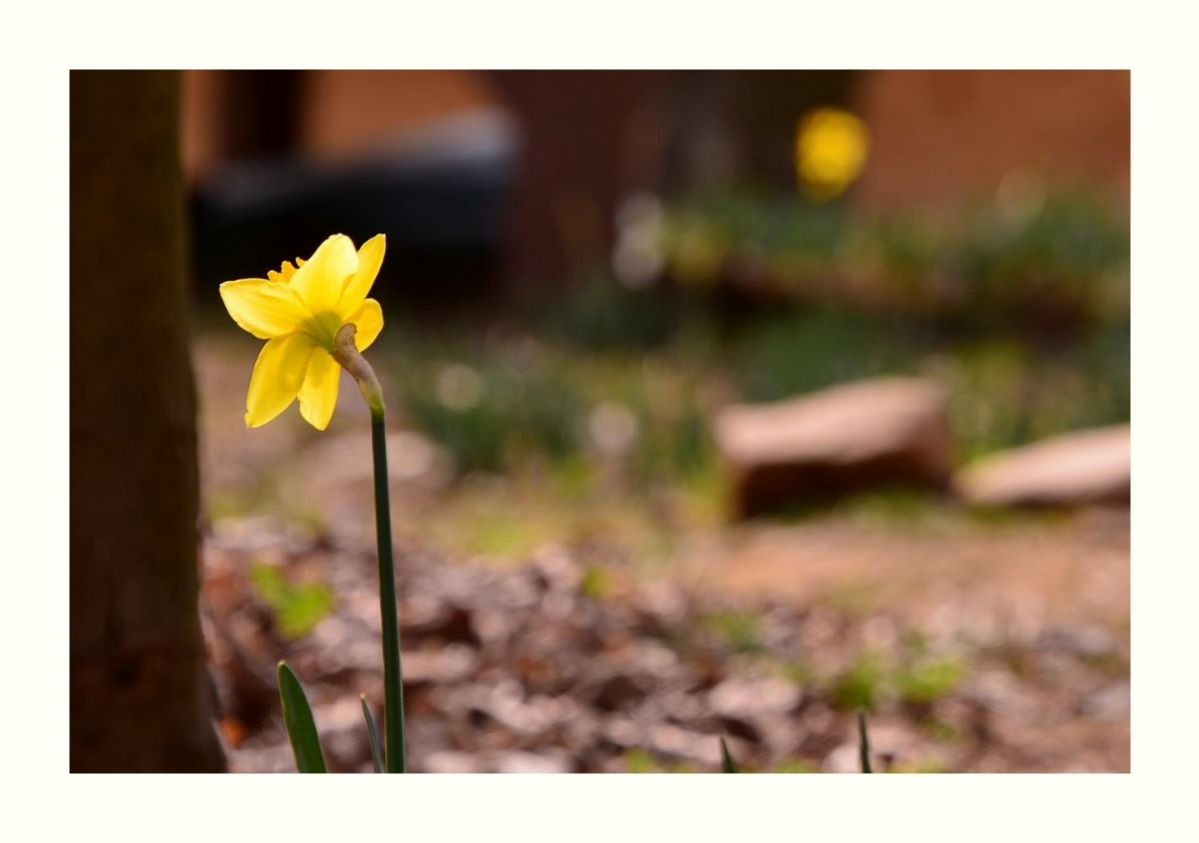 IMG_20160402_162020.jpg : 수선화