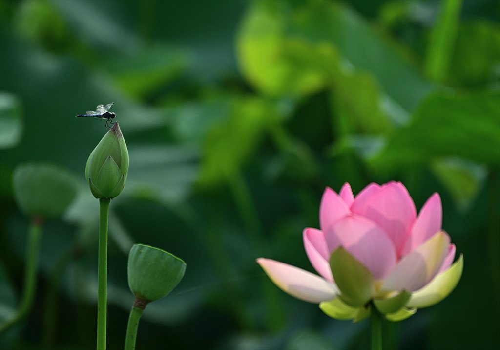 _DSC6156_00001.jpg : 왕송지번개작 2