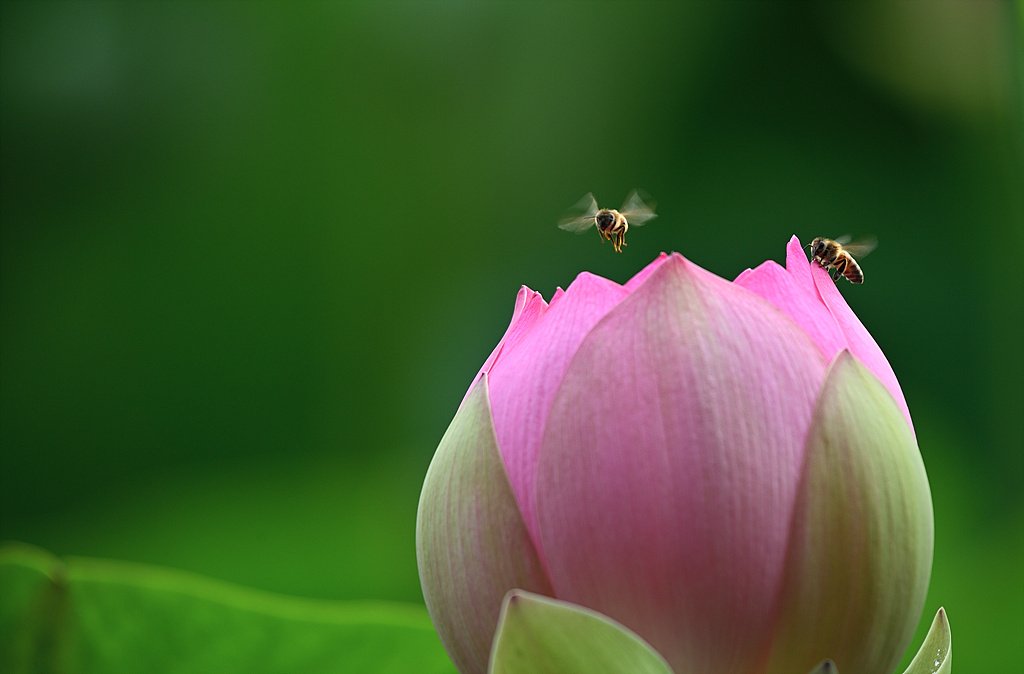 _DSC5958_00001.jpg : 왕송지번개작 2