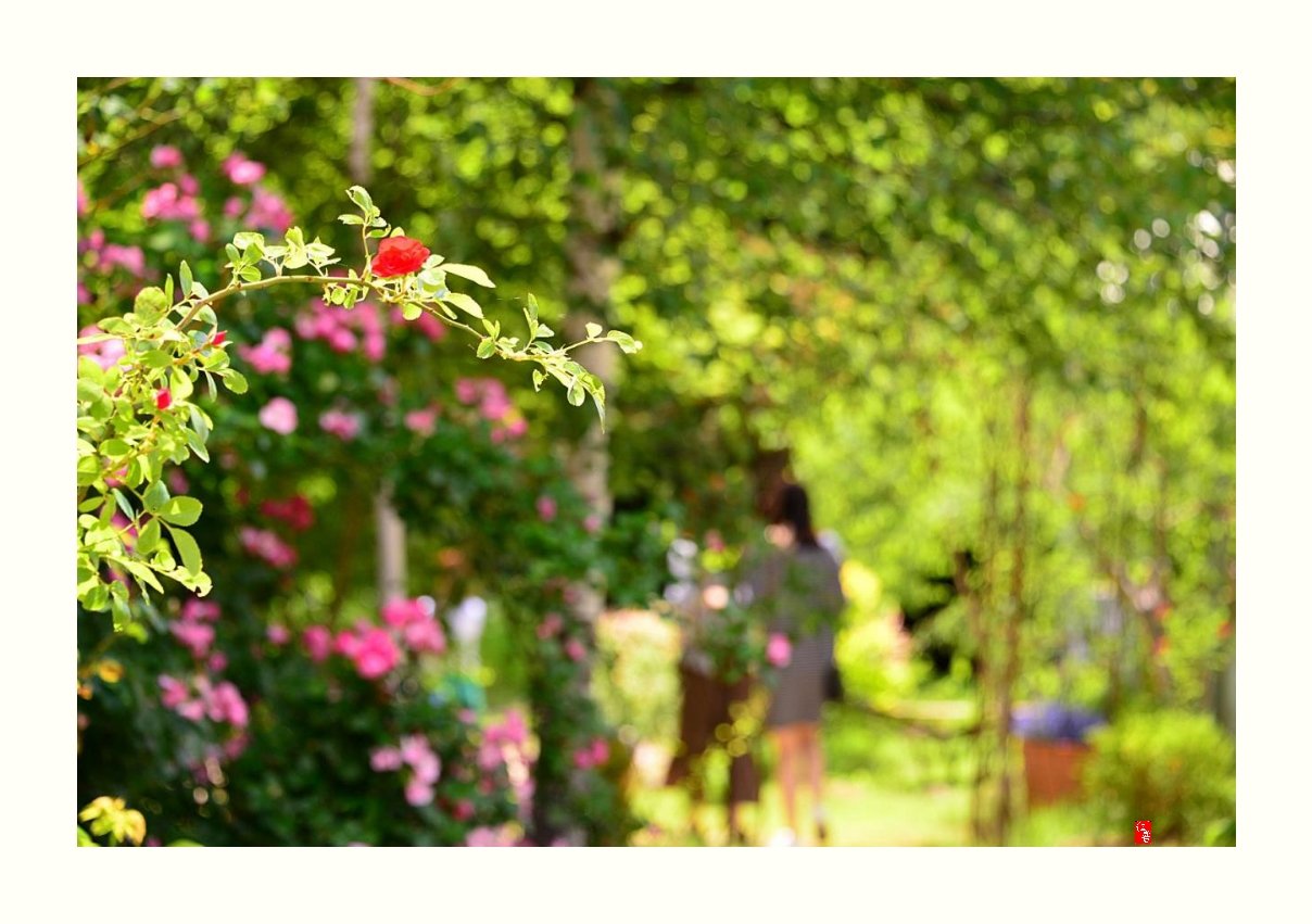 IMG_20170604_070447.jpg : 6월의 장미