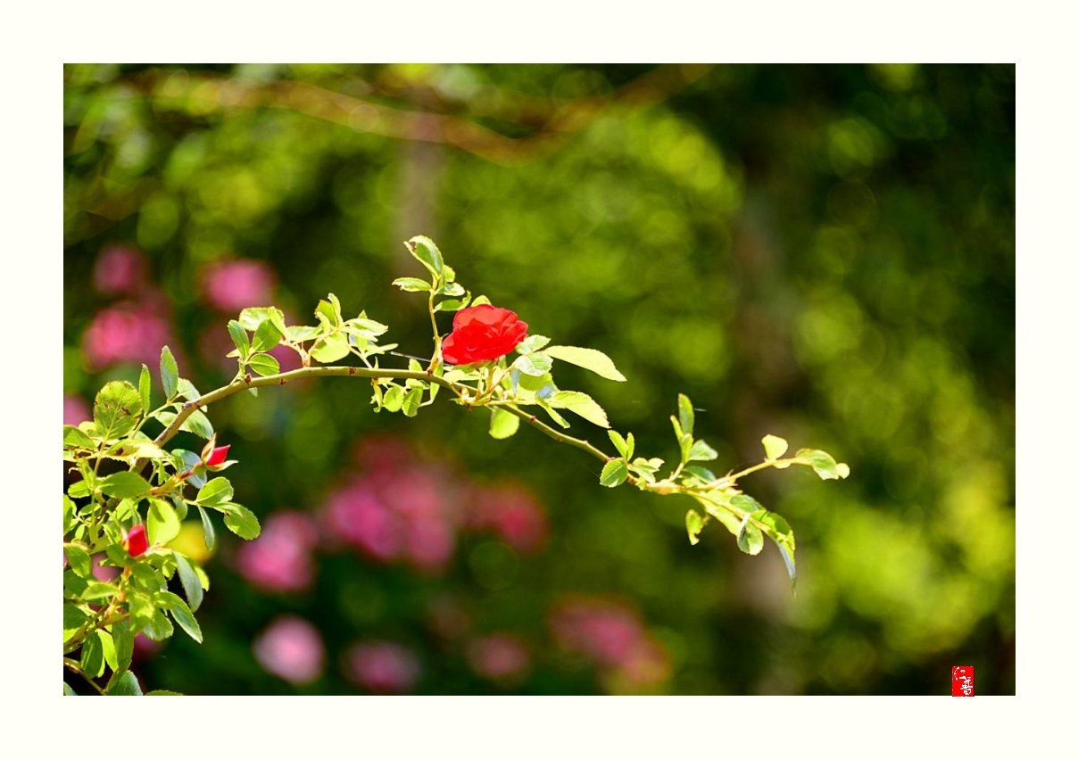 IMG_20170604_070539.jpg : 6월의 장미