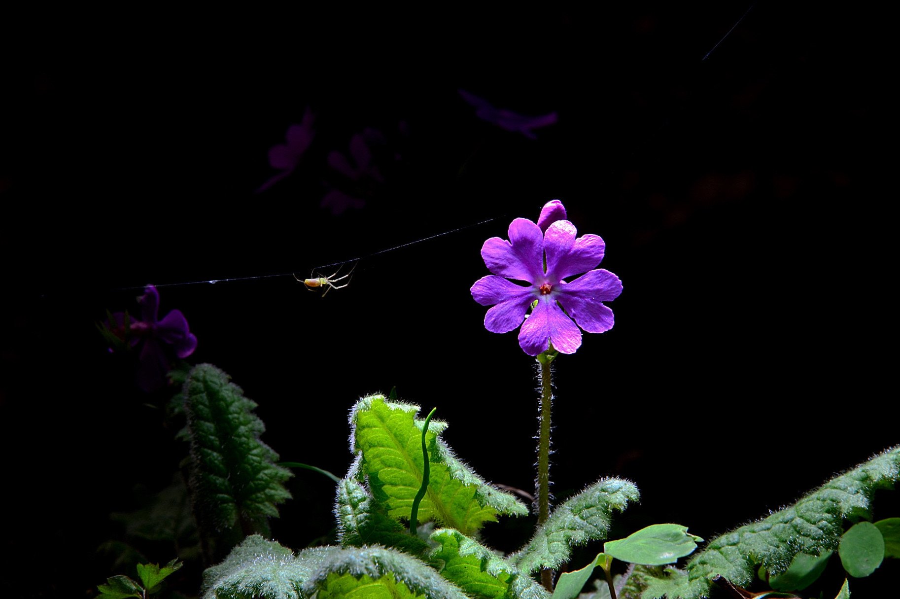 DSC_3366.JPG : 앵초와 거미