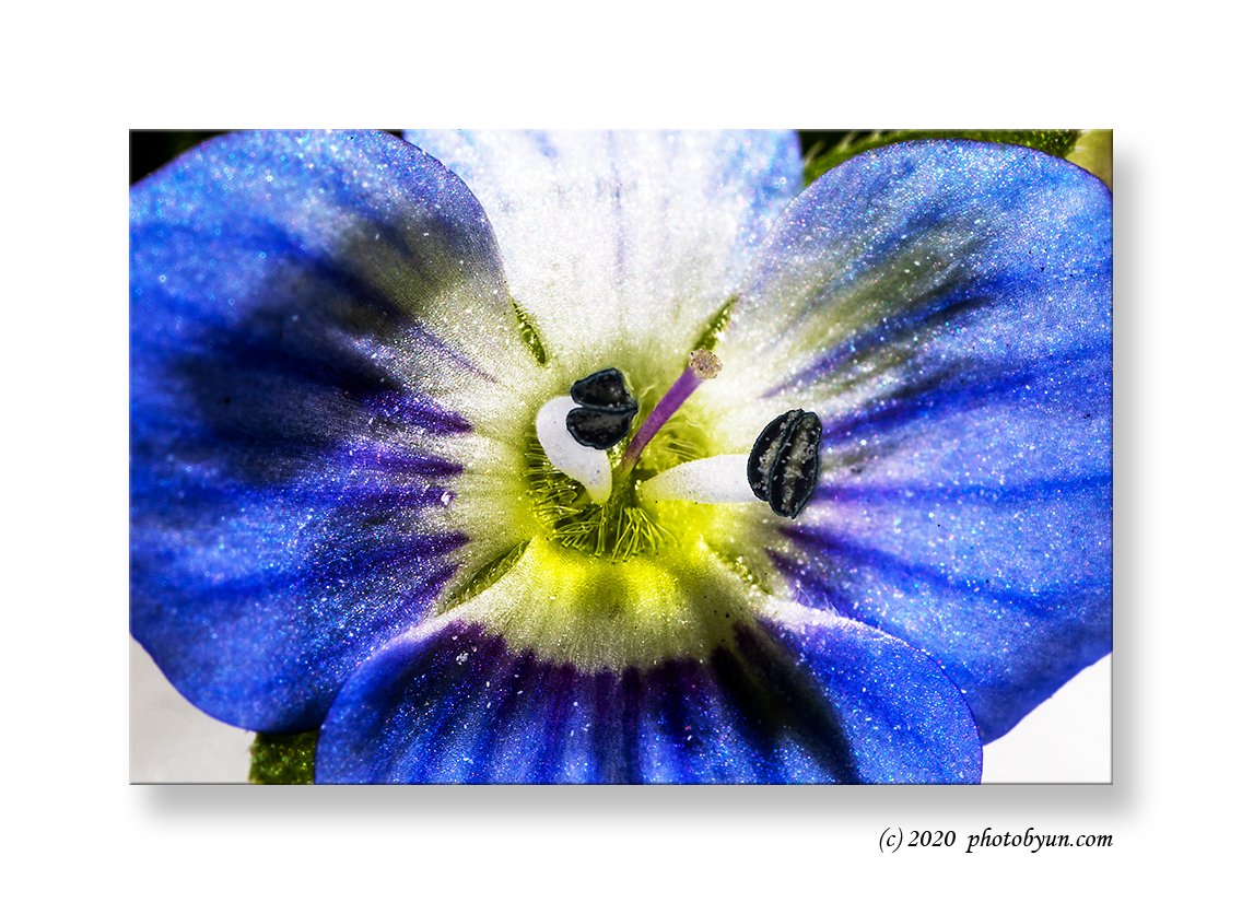 649A3263-편집.jpg : 봄까치풀(큰개불알꽃)