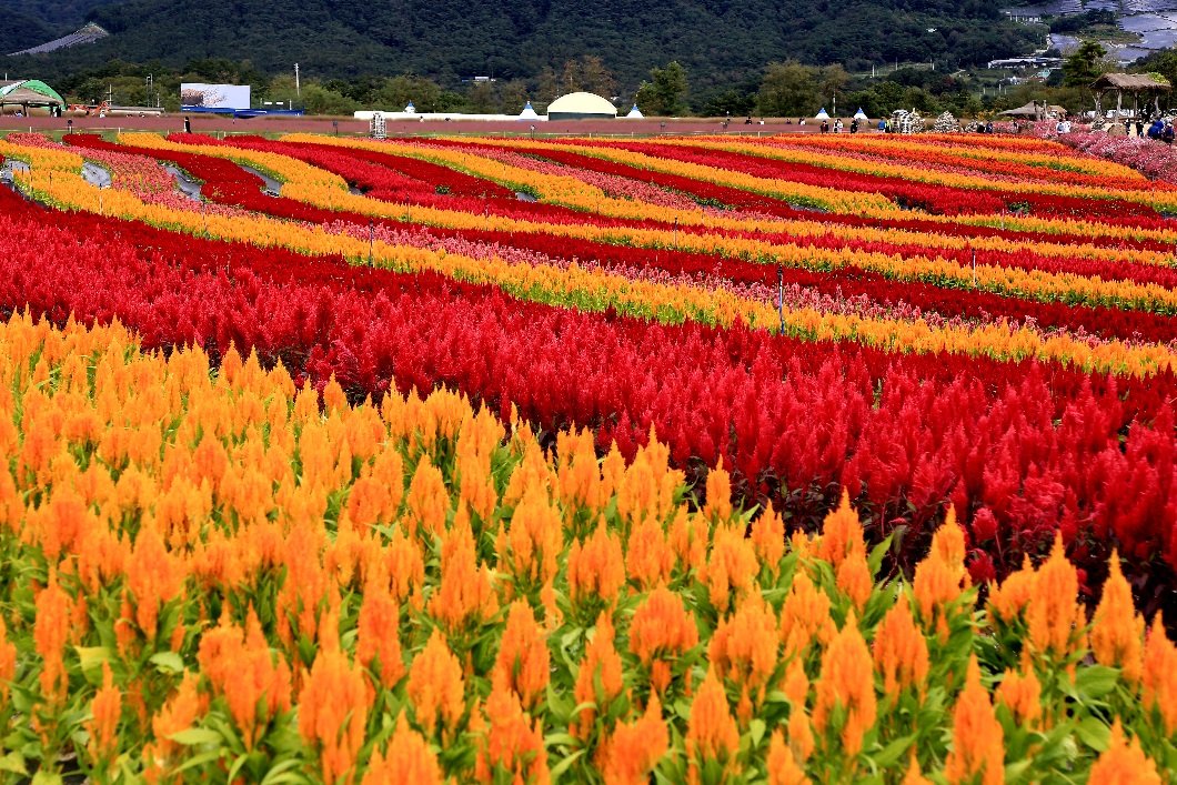 맨드라미3.jpg : .맨드라미