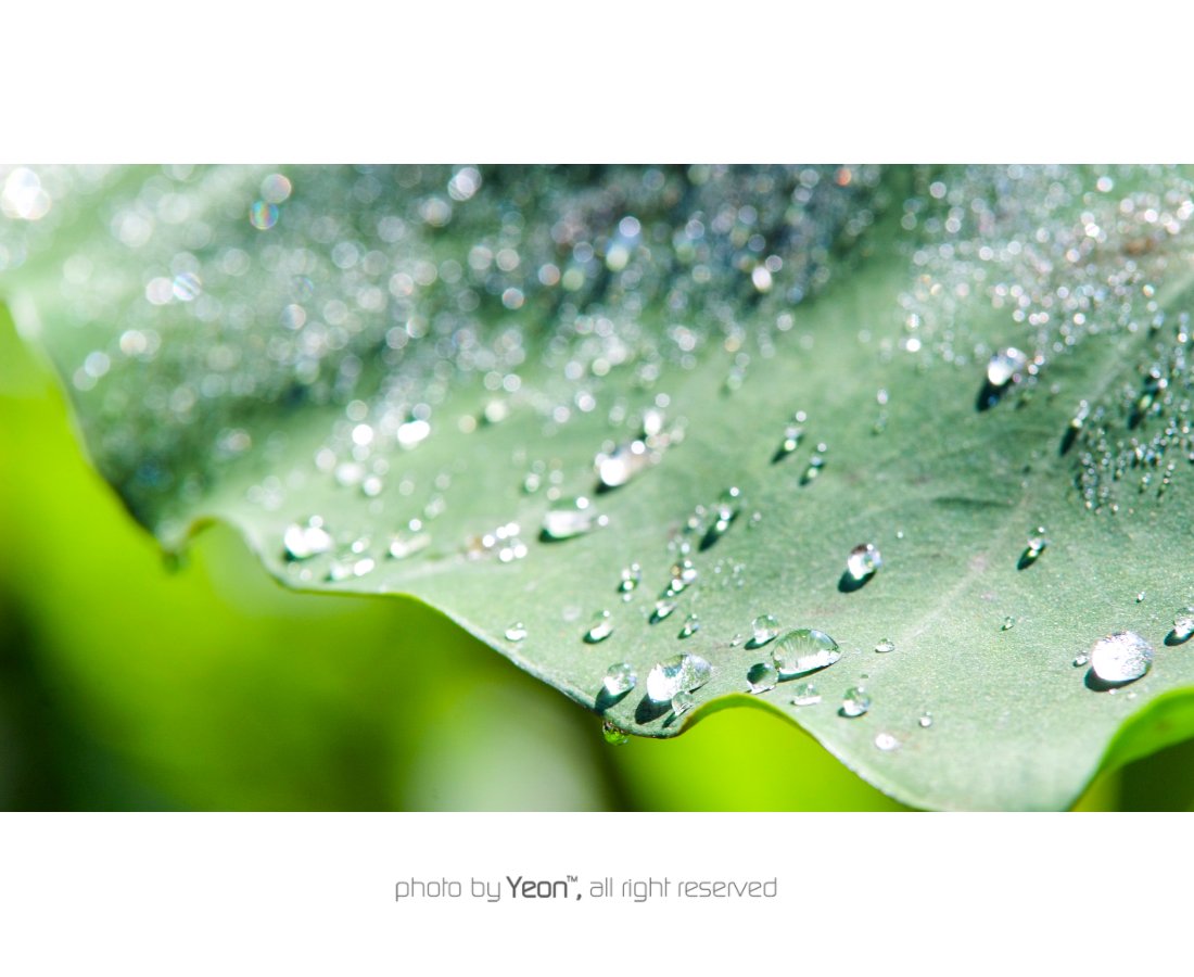 연잎-1-Web.jpg : ...