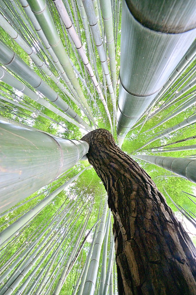 _DSC8917_00001_02.jpg : 수사클 추억여행 - 고창읍성의 맹종죽 - 또다른 시선