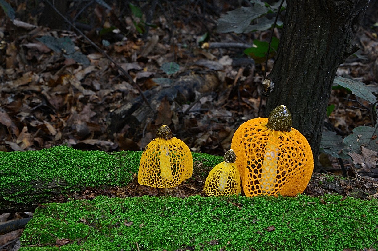 DSC_4713.JPG : 망태버섯