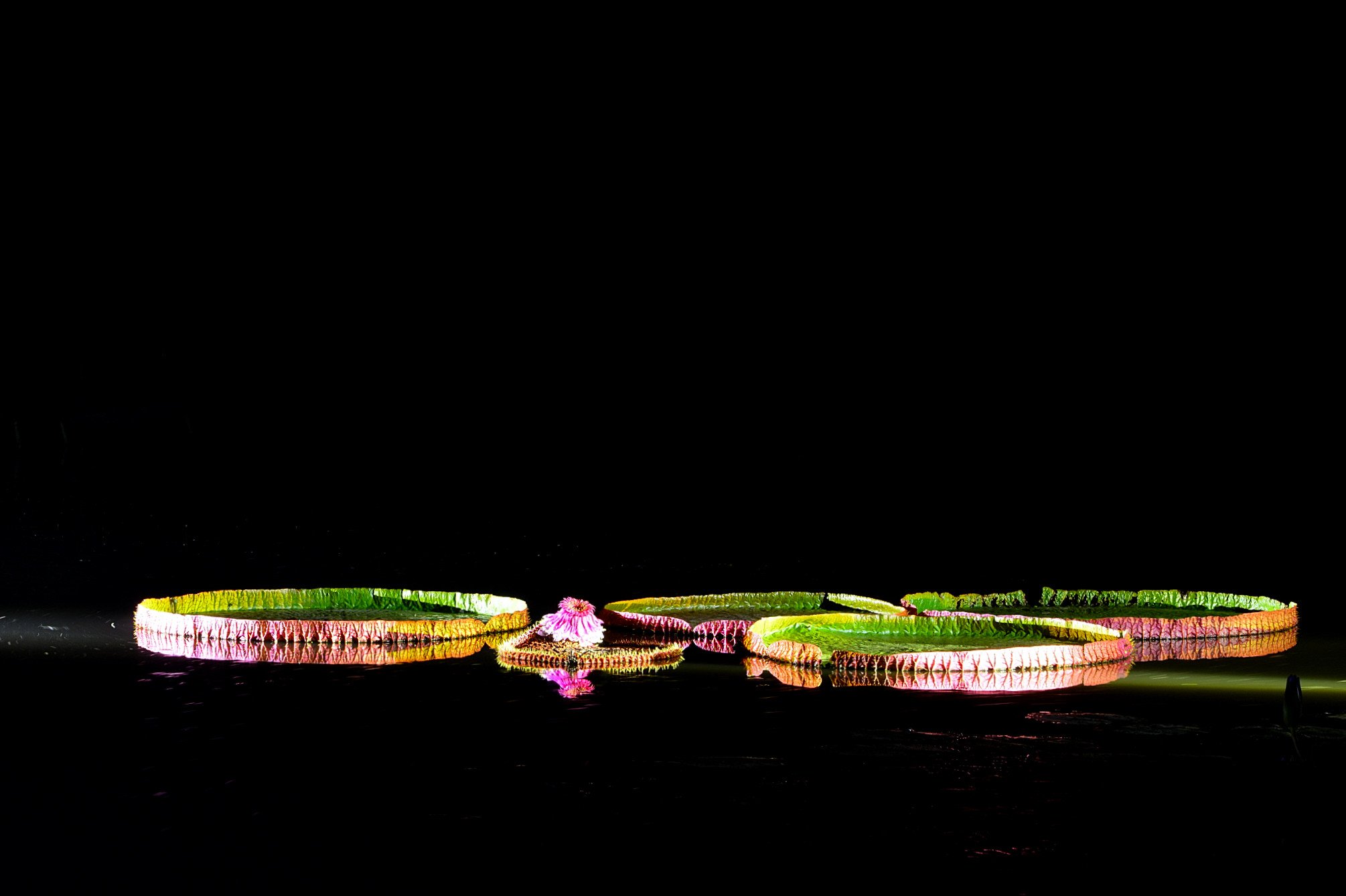 DSC_5635.JPG : 빅토리아연꽃