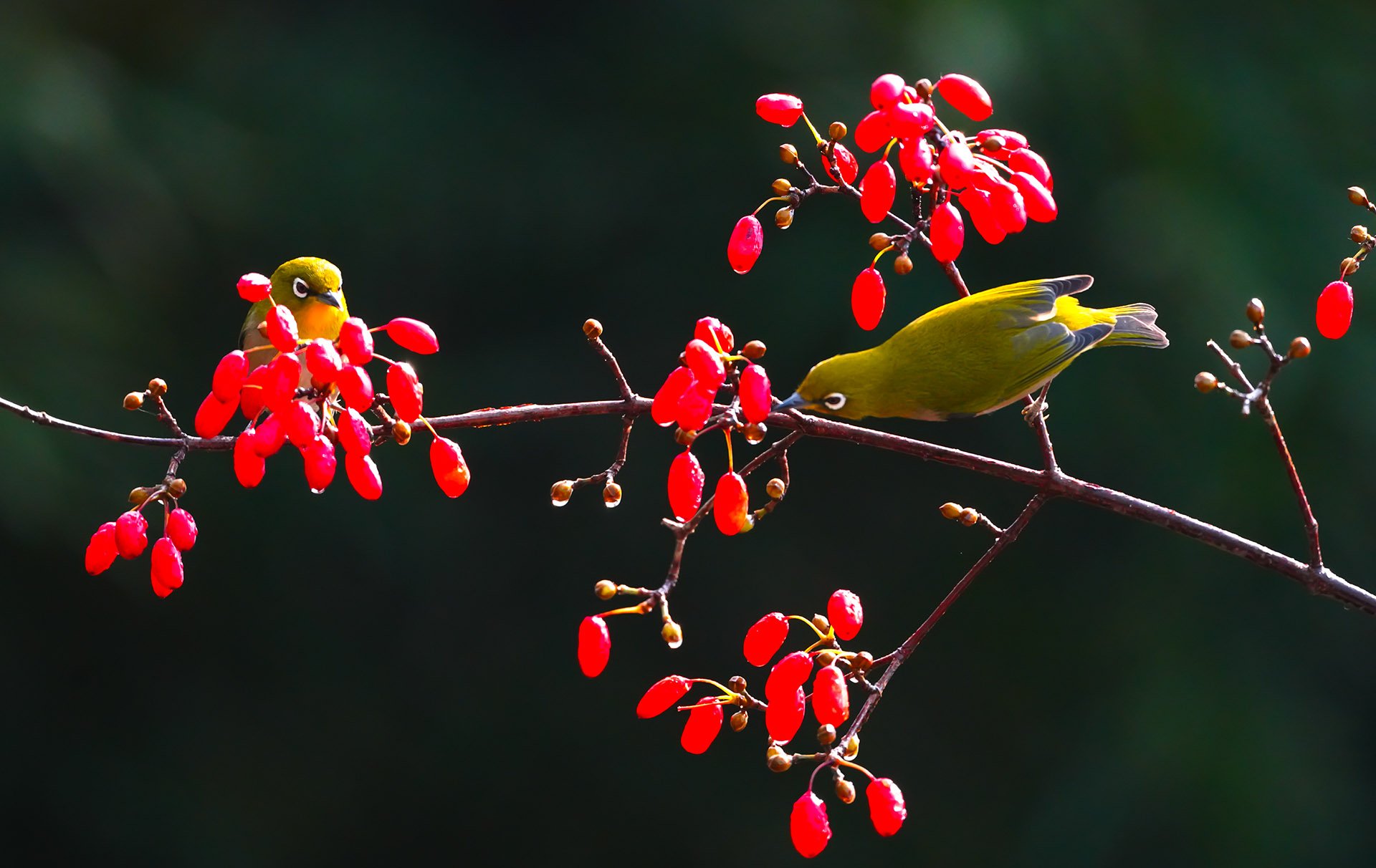 DSC07227 복사.jpg : 동박새와 산수유