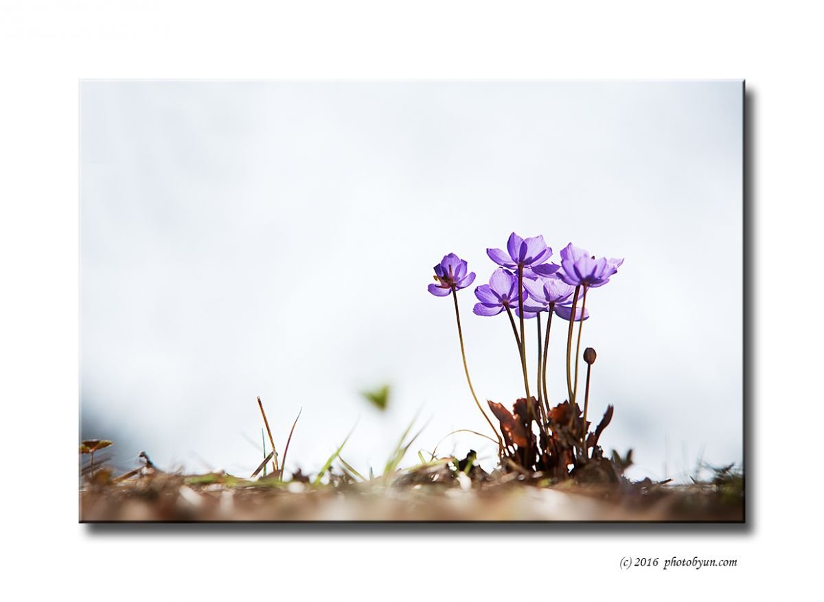 Q23C7290.jpg : 깽깽이풀