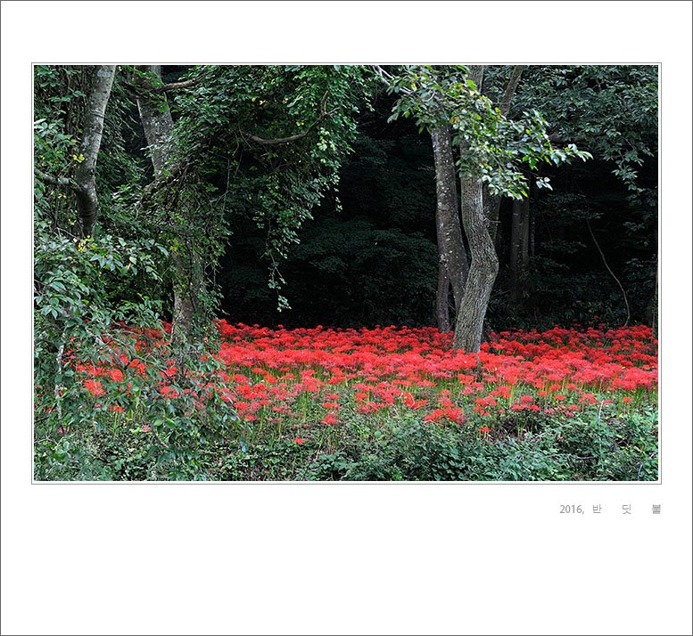 DSC_9370사본-1.jpg : 꽃무릇