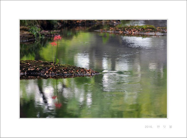 DSC_9133-1.jpg : 꽃무릇