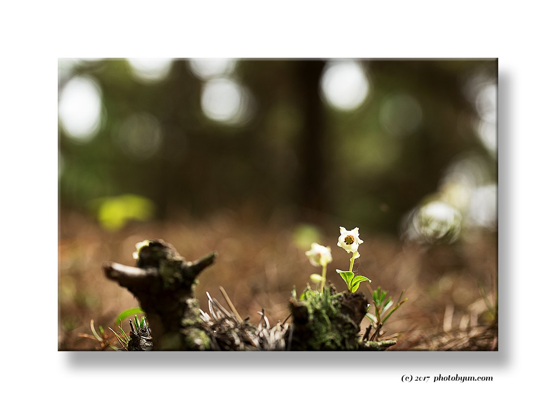 Q23C3542.jpg : 매화노루발