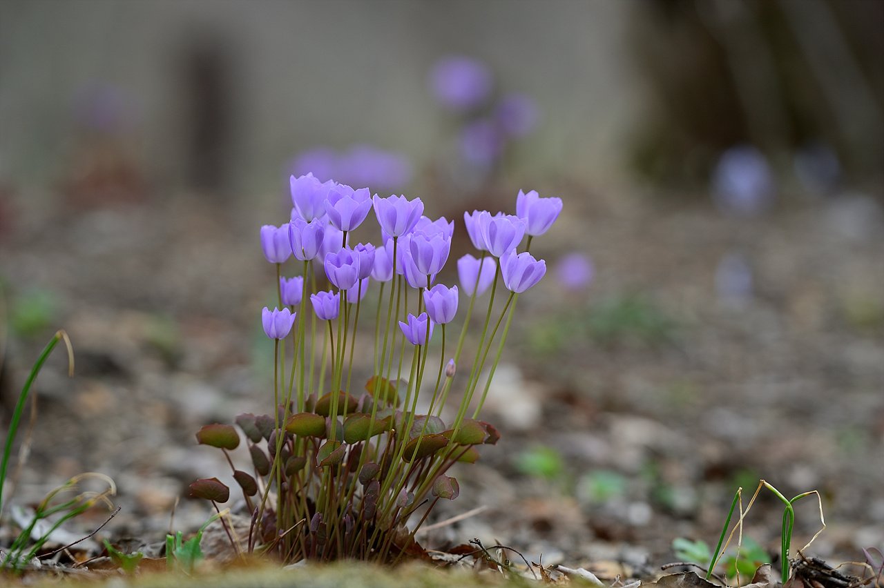 _DSC5982.jpg : 깽깽이풀