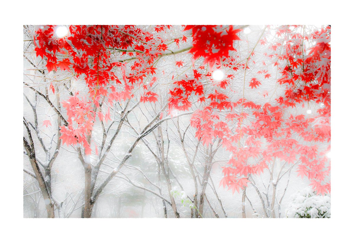 KJW_6823-3.jpg : 첫눈