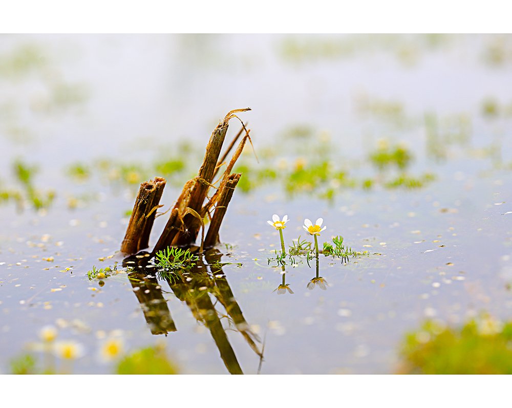 2M3A5673.jpg : 매화마름~