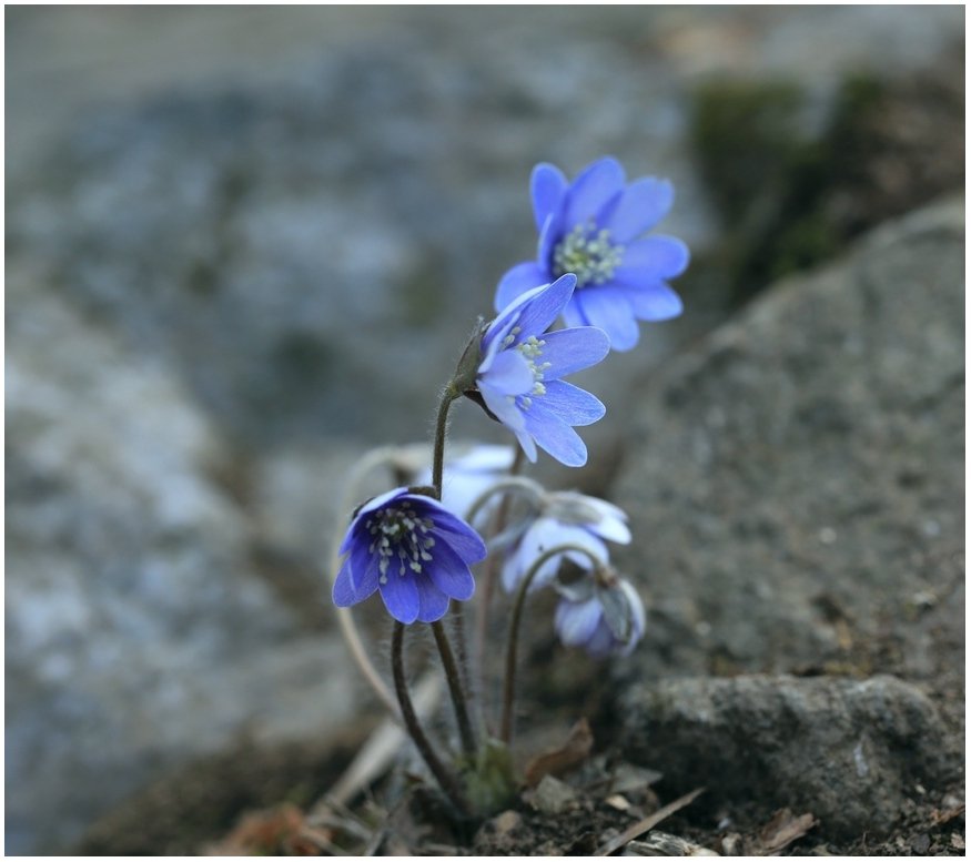 5K5A5846.JPG : 노루귀