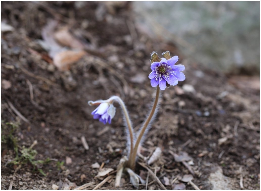 5K5A5898.JPG : 노루귀