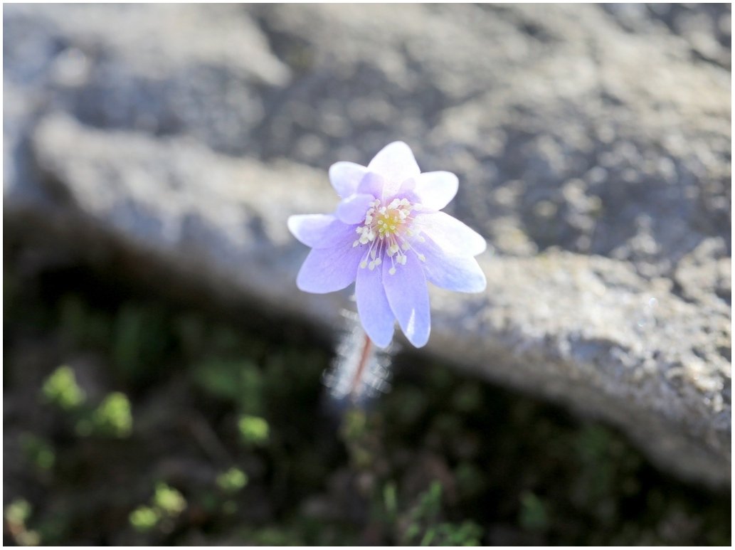 5K5A5821.JPG : 노루귀