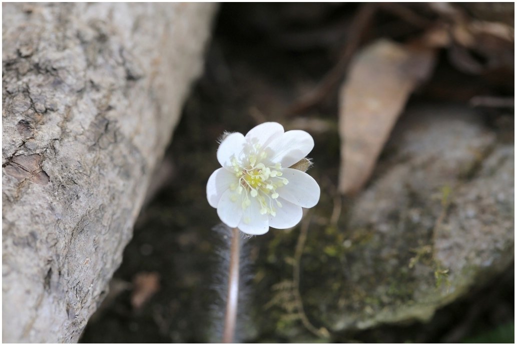 5K5A5781.JPG : 노루귀