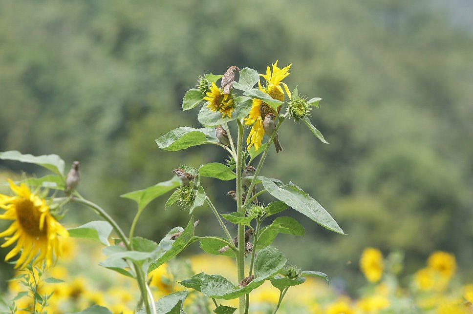 6T6I7066.jpg : 참새바라기