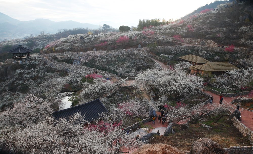 _MG_4598.JPG : 홍쌍이매화꽃