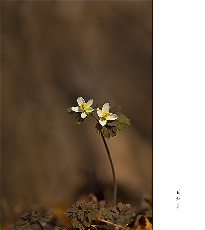 575A9758.jpg : 청노루귀, 만주바람꽃