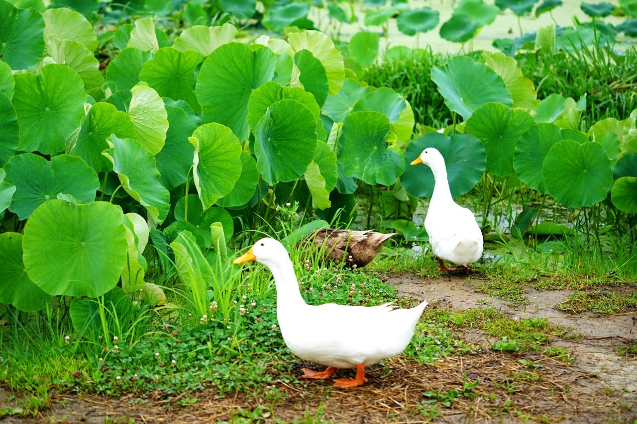 DSC00464.JPG : 관곡지의  여름