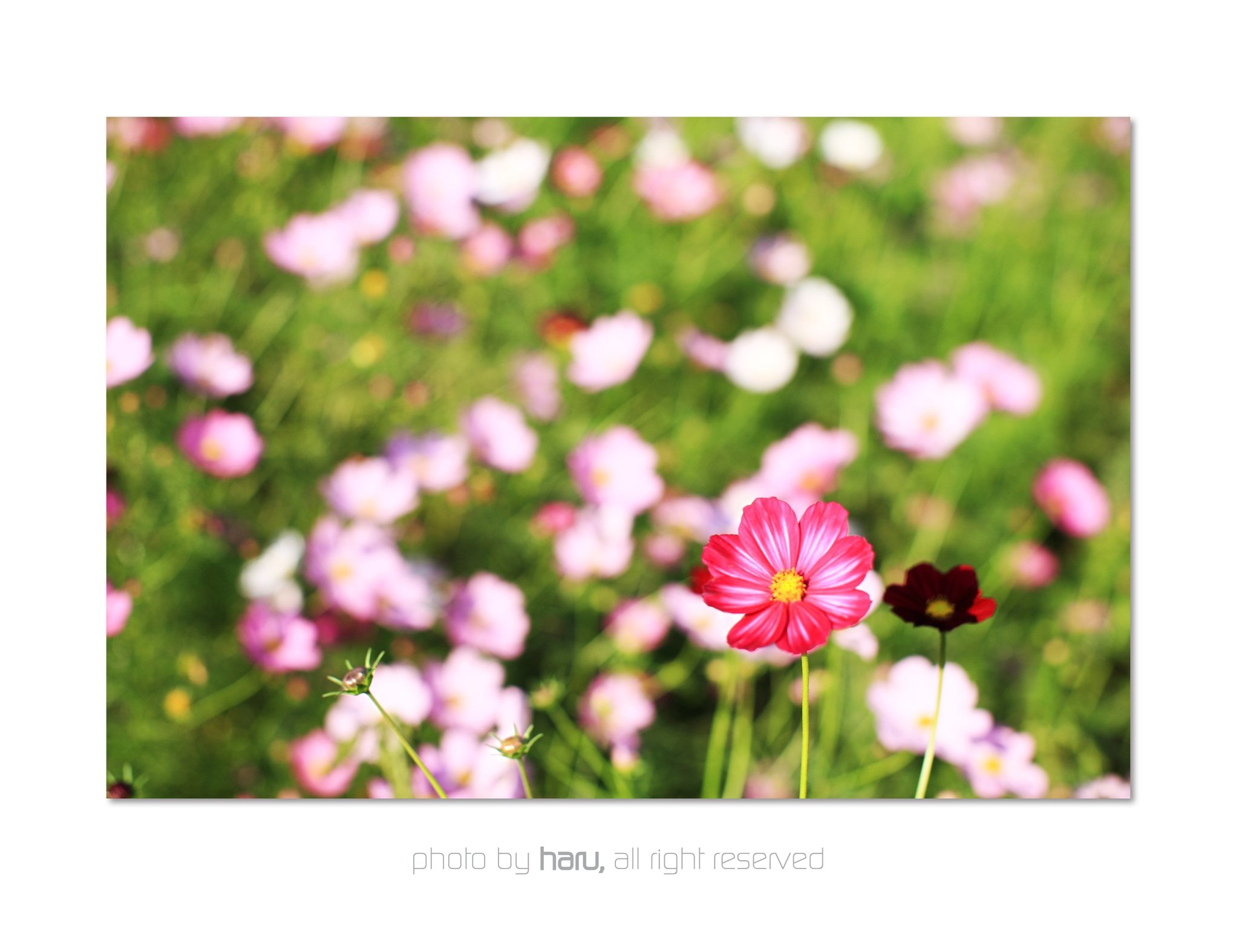 AA149B2D-F7CF-4994-BC5A-6E954E180AF0.jpeg : 살아있슴당... AA149B2D-F7CF-4994-BC5A-6E954E180AF0.jpeg : 살아있슴당...