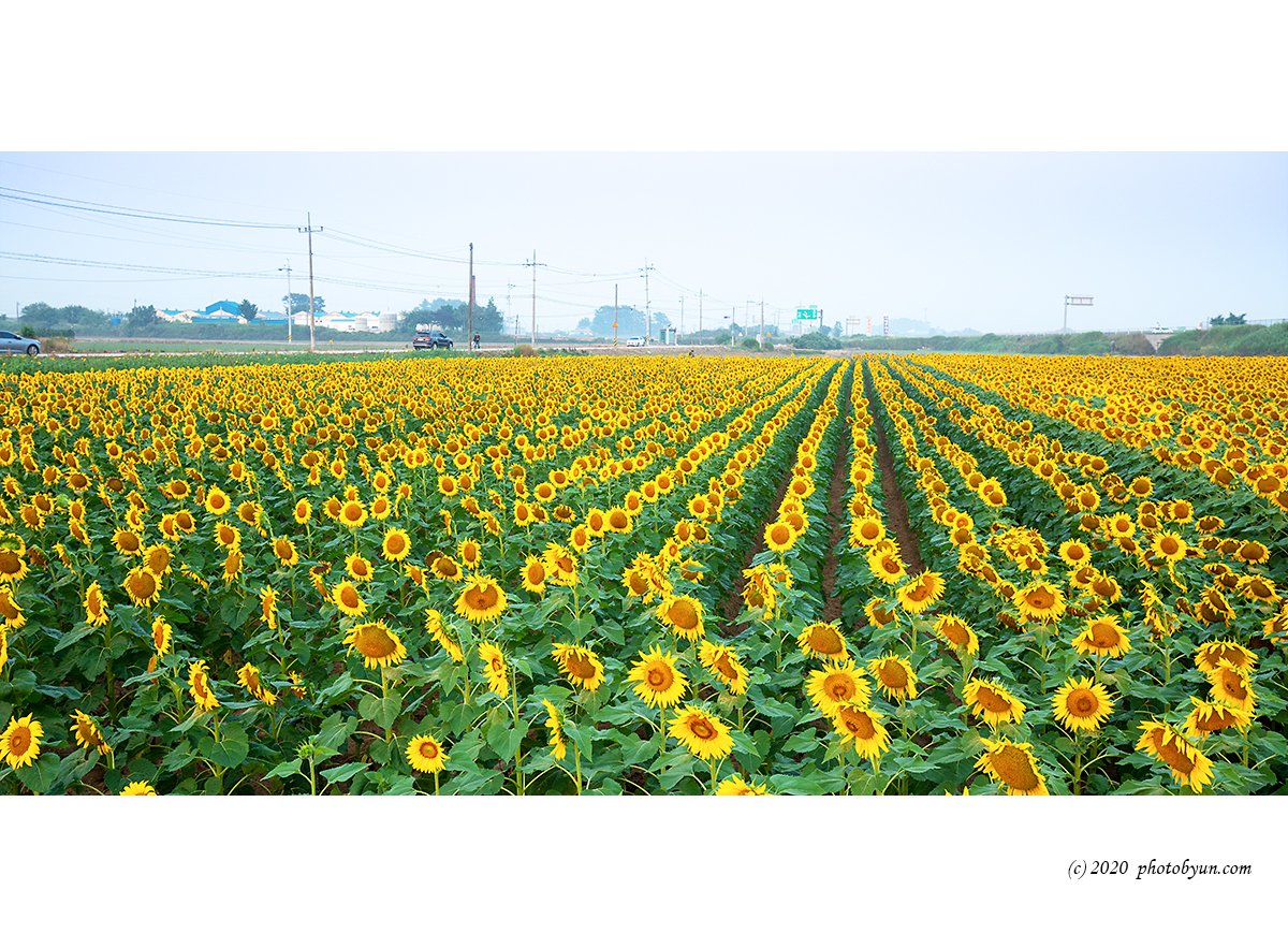 649A8964-편집.jpg : 해바라기