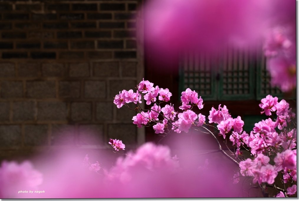 창덕궁  081.JPG : 봄이 한창..