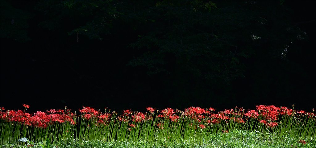 _DSC8333_00001.jpg : 선운사꽃무릇