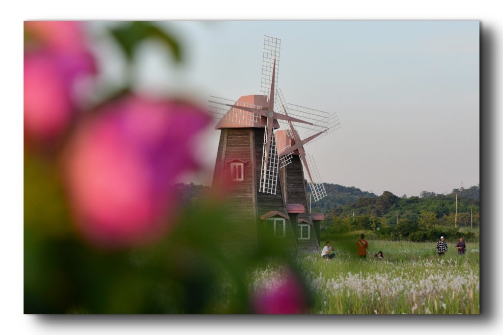 소래생태공원.jpg : 해당화가 핀 소래습지