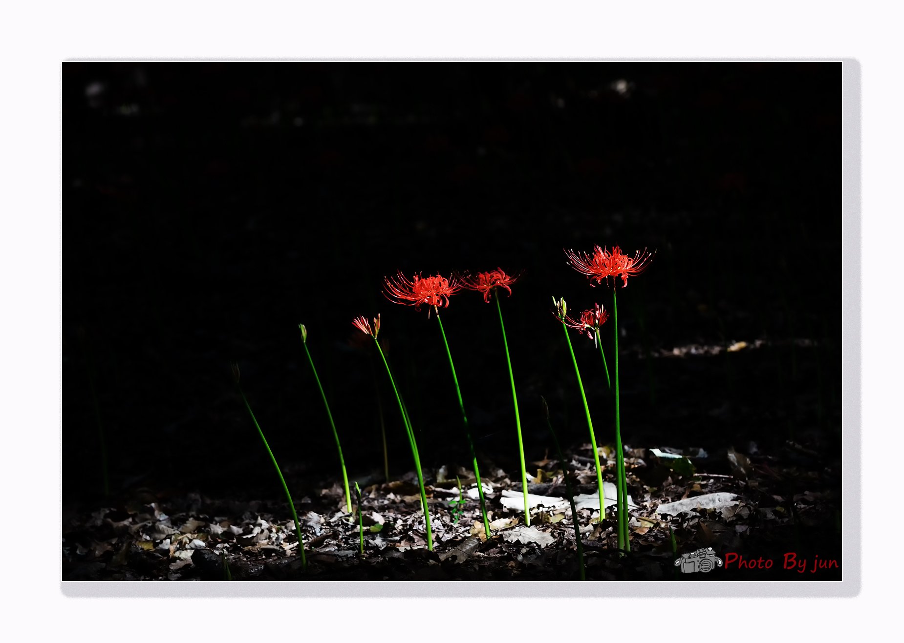 D55A0304-5.jpg : 꽃무릇