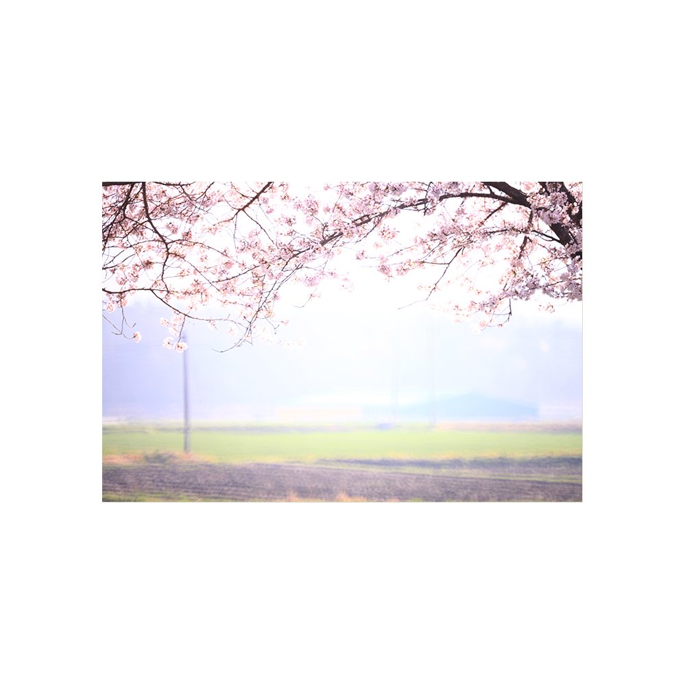 IMG_6771+2.jpg : 벗꽃 ing ..