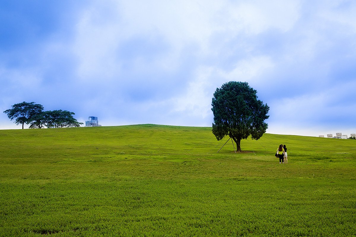 20190721-D55A0453-22.jpg : 왕따나무