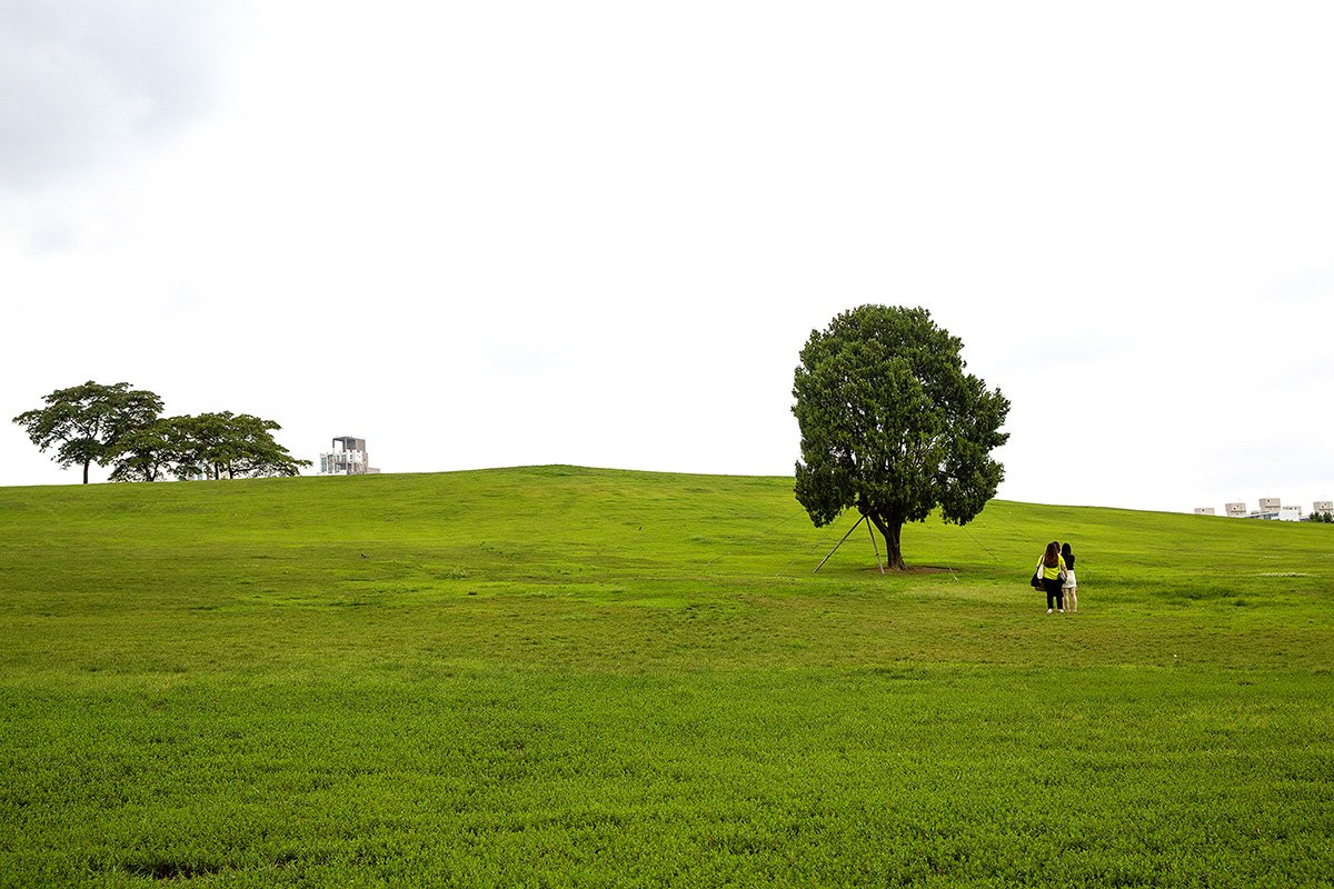 20190721-D55A0453-2.jpg : 왕따나무