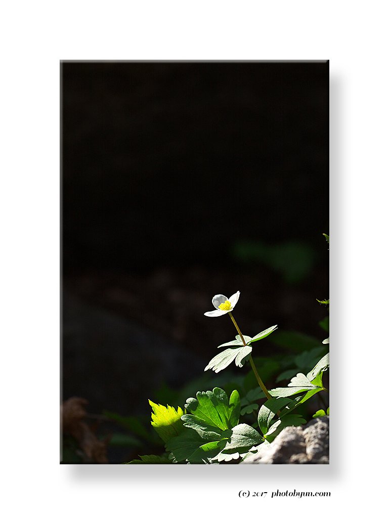 Q23C9453.jpg : 홀애비바람꽃