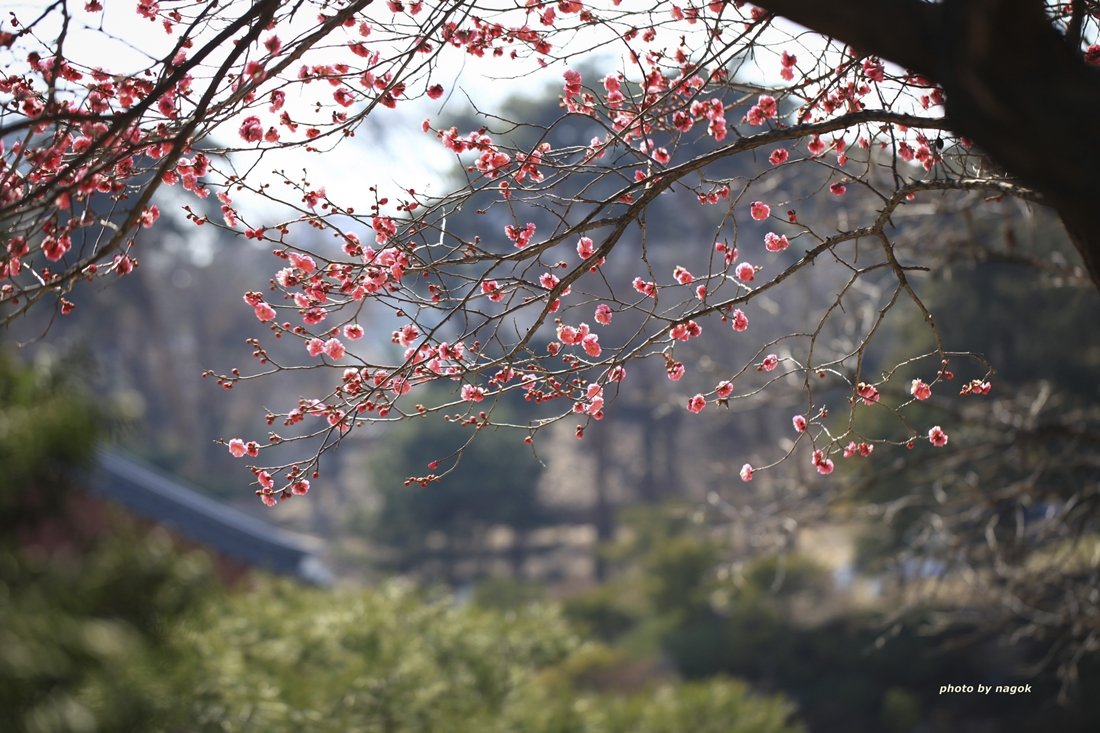 봉은사 154.jpg : 봉은사 홍매