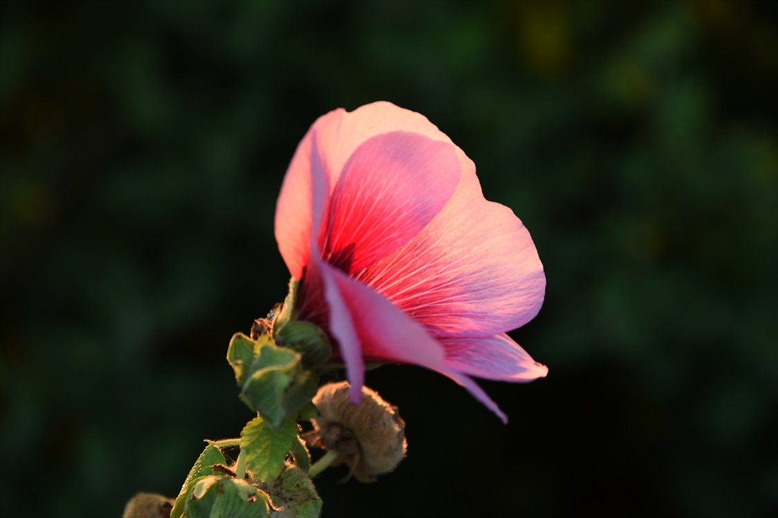 DSC_6536.jpg : 접시꽃 ...