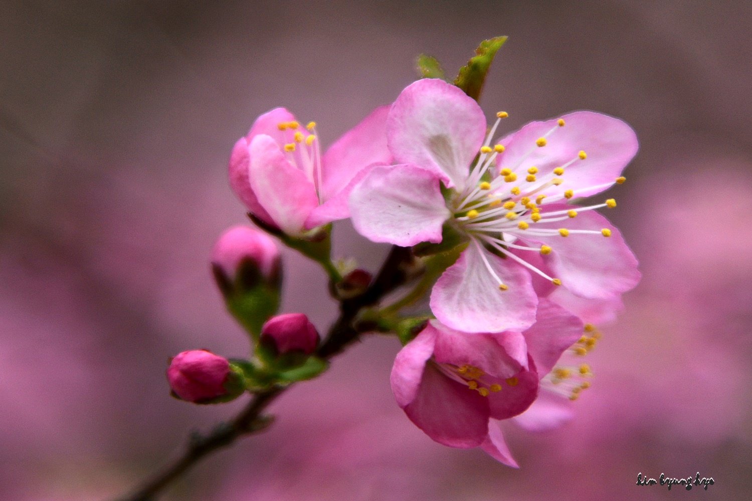 DSC_2319.JPG : 애기기꽃(?)