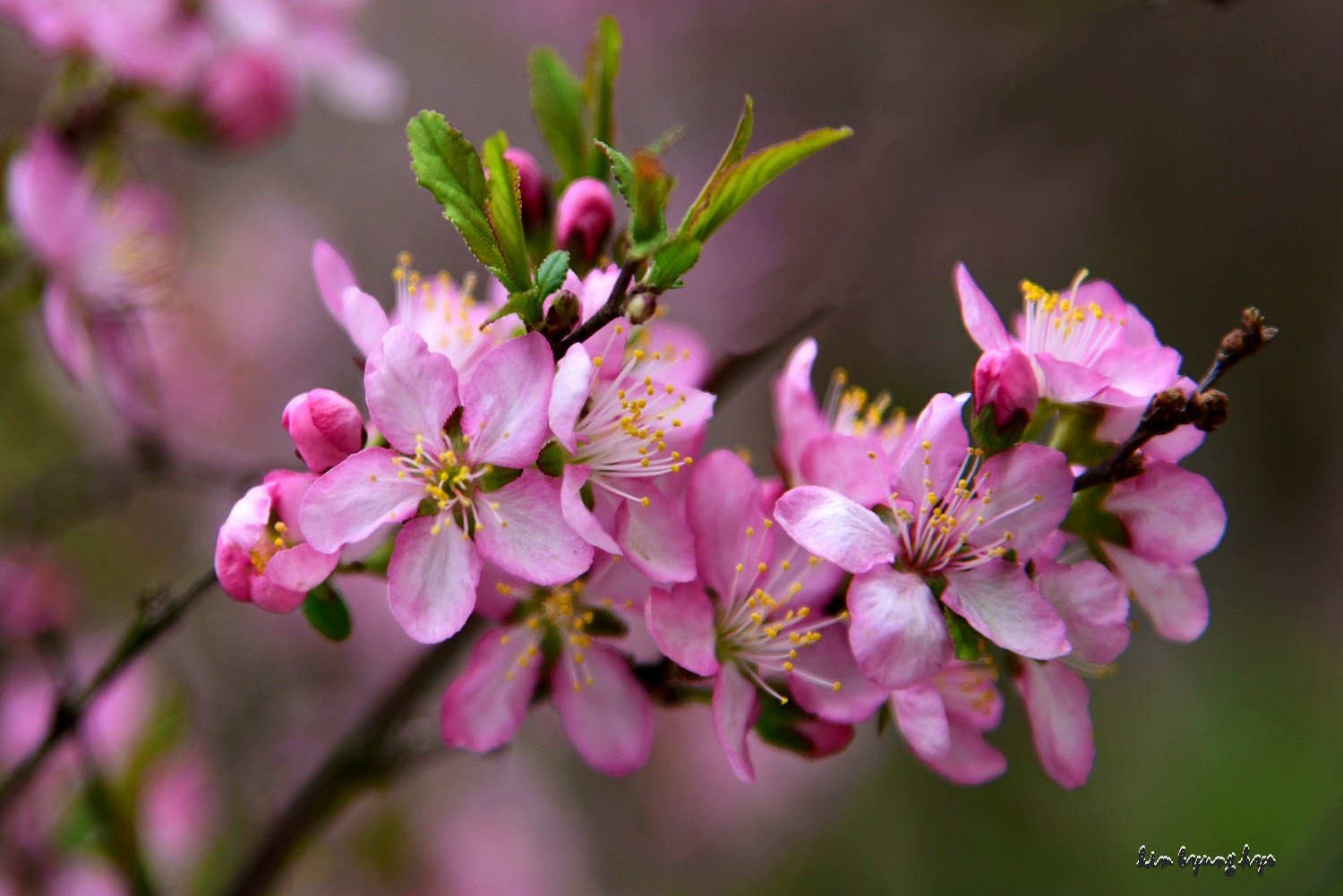 DSC_2322.JPG : 애기기꽃(?)